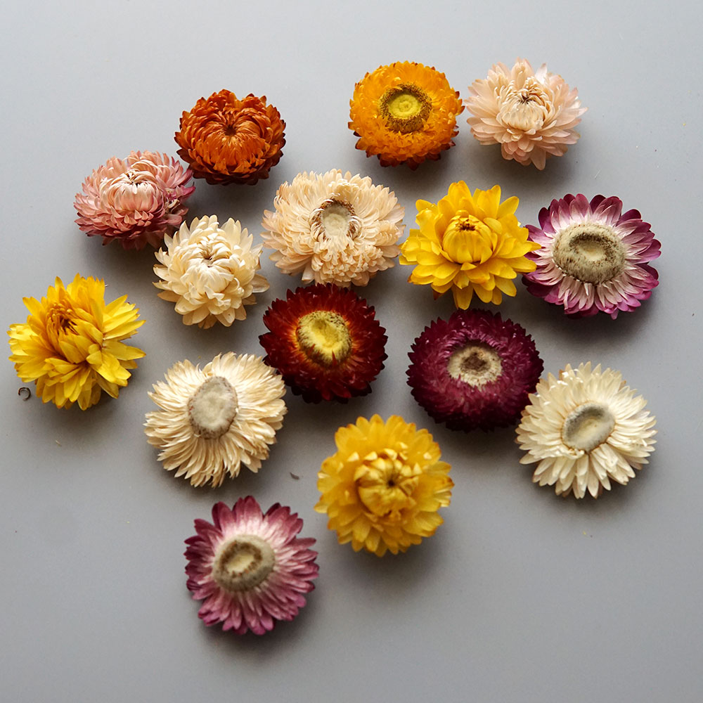 Natural Dried Colorful Chrysan - огляд і ціна Candle Making Uk
