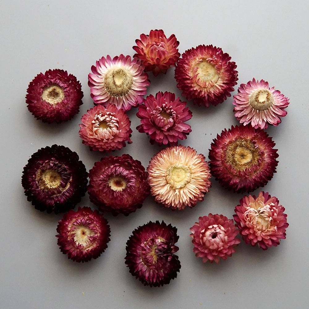 Natural Dried Colorful Chrysan - огляд і ціна Candle Making Uk