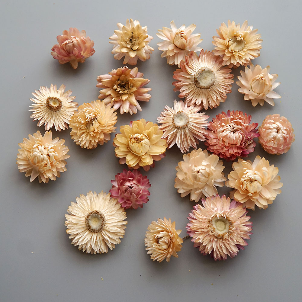 Natural Dried Colorful Chrysan - огляд і ціна Candle Making Uk